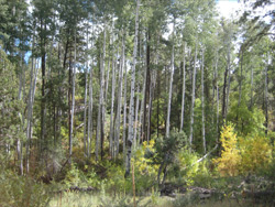 Copper Basin Road Aspen Trees